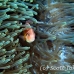anemonefish_pink_bs_h_0705_png463.jpg